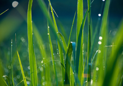 Base stocks go green