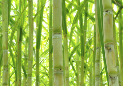 Growing green base stocks