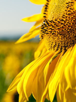 Sun F